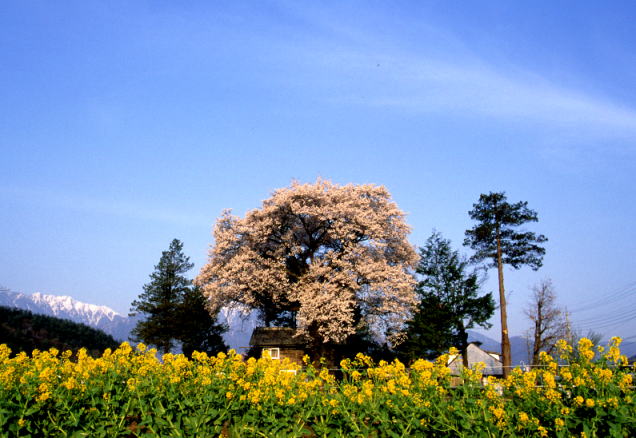 �R�������쑺�̟N