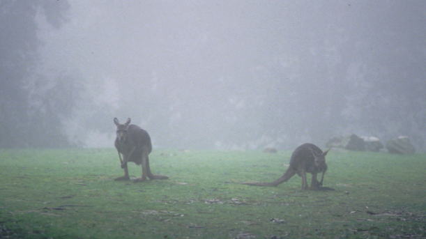 �J���K���[