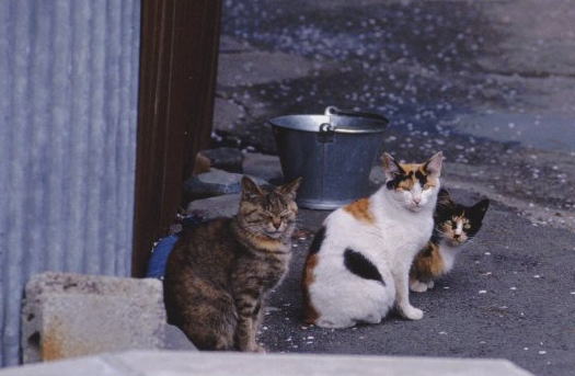 �Ԍ����̃l�R