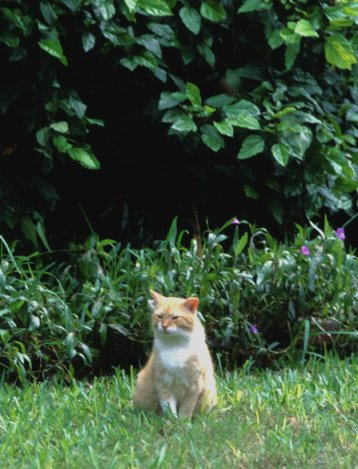 �w�~���O�E�F�C�Ƃ̂˂�