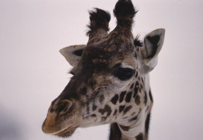 �^�~�̂����