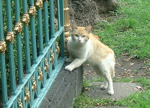 ���L�V�R�V�e�B�̂˂�