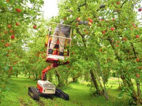 りんごを収穫している様子