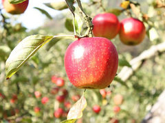 りんご単体の写真