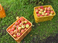 りんご収穫写真