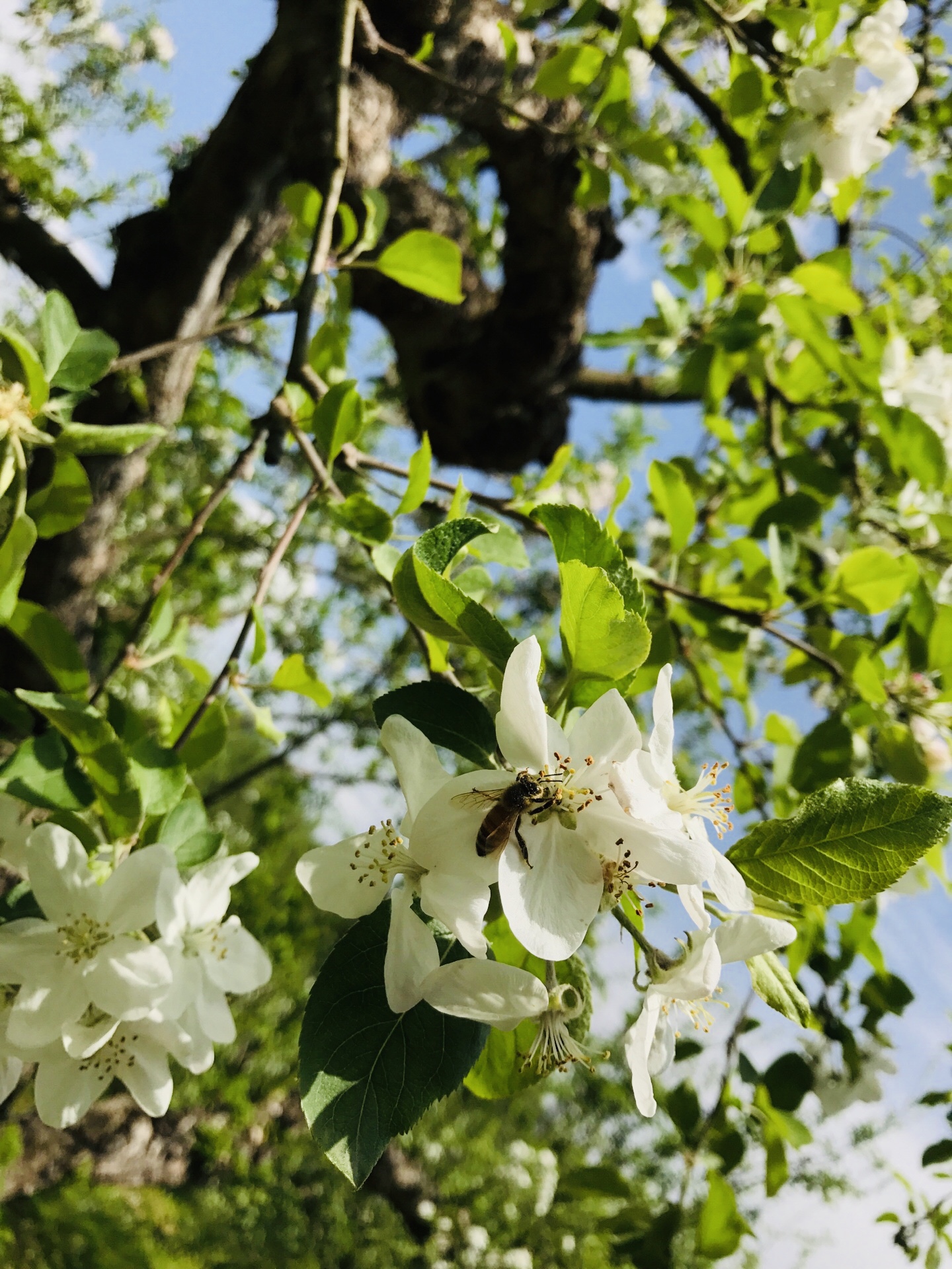 春のりんごの花