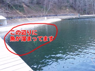 岸よりに溜まっている魚