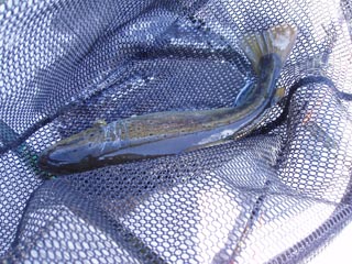 プードルで釣れたブラウン、かなり傷傷で、痛々しい・・・