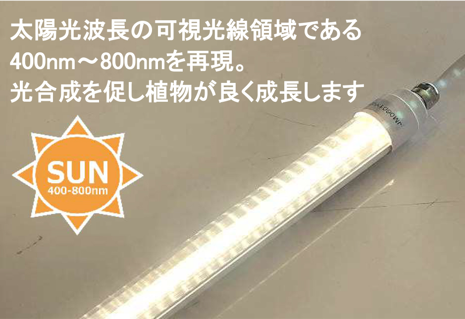 [引取限定] 洋ラン等　まとめて譲渡 須和田農園 ホットニュース！ おすすめ洋ラン お買い得洋ラン